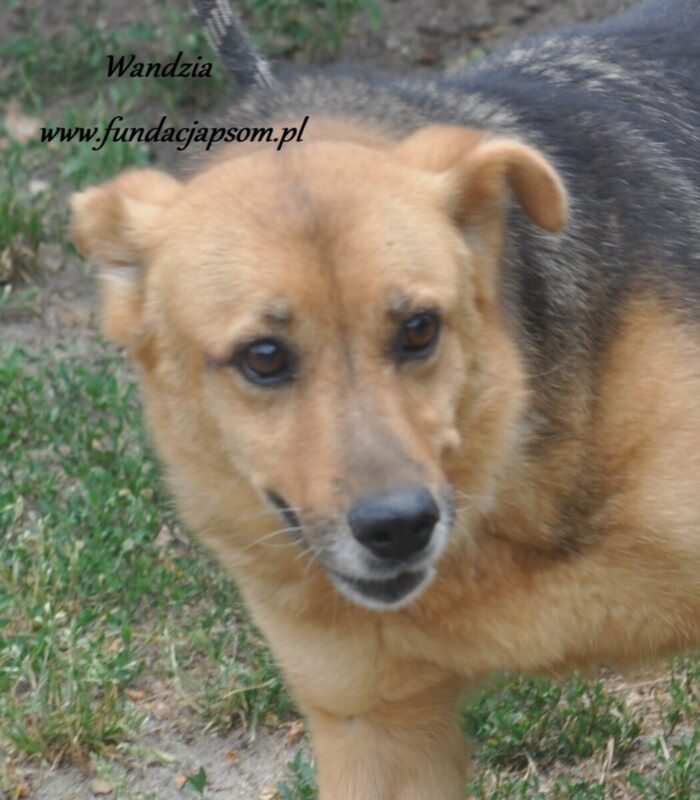 Wandzia - obrazek 7