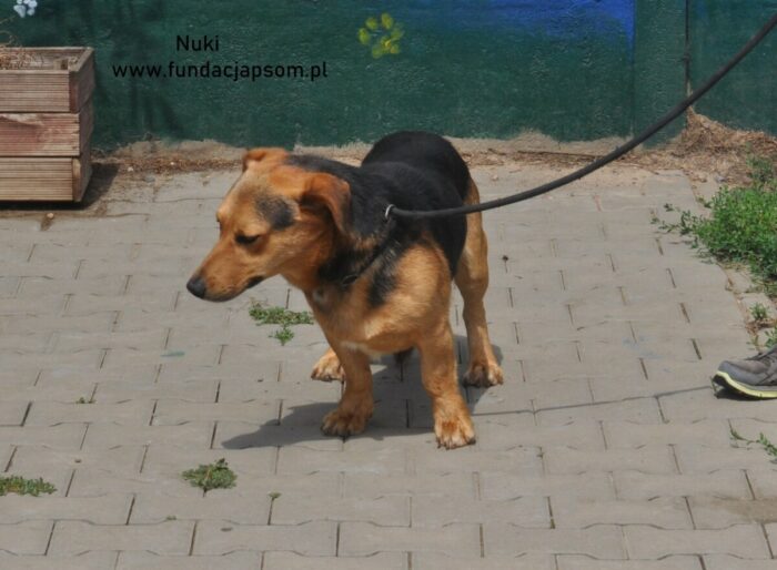 Nuki - obrazek 5