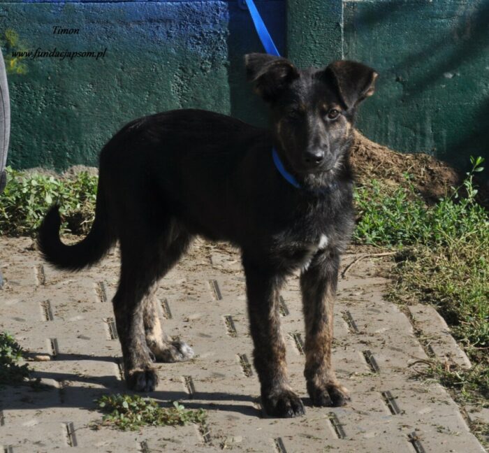 Timon - obrazek 8