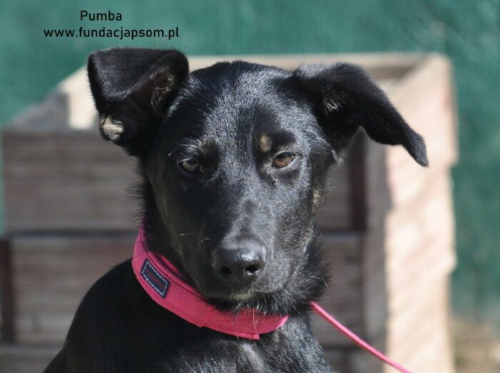 Pumba - obrazek 13