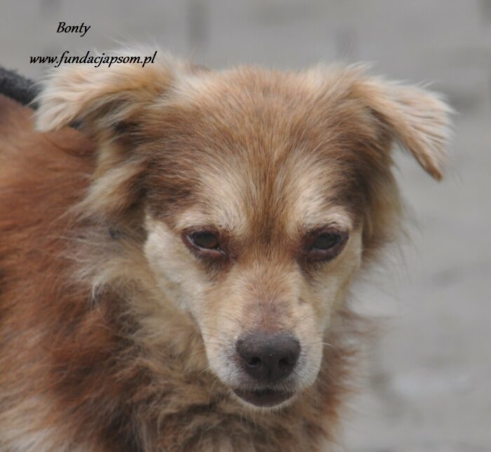 Bonty - obrazek 4