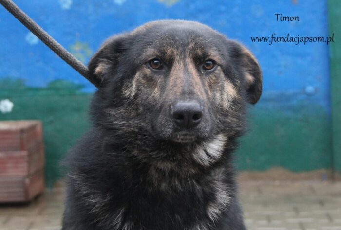 Timon - obrazek 3