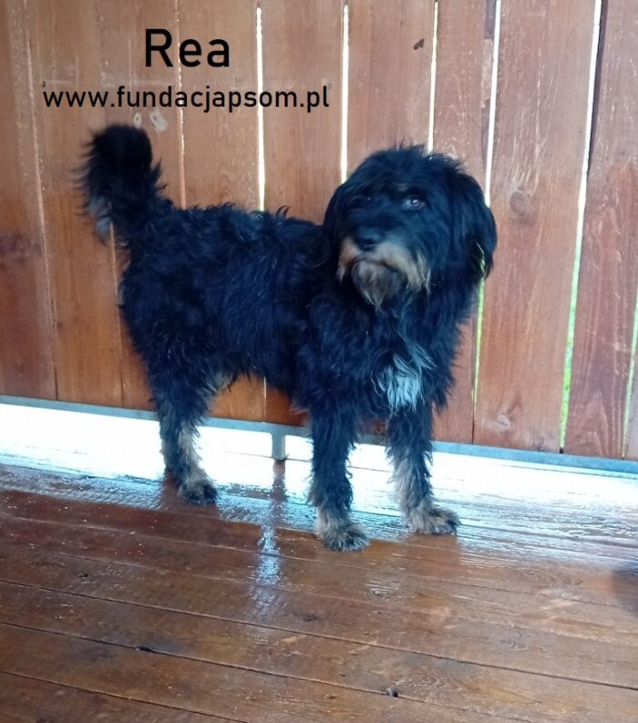 Rea - obrazek 3