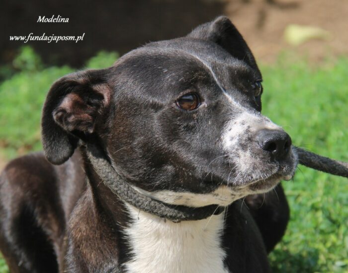 Modelina - obrazek 6