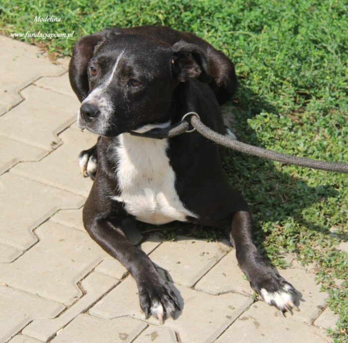 Modelina - obrazek 5