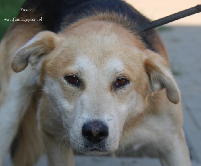 Frodo - obrazek 2