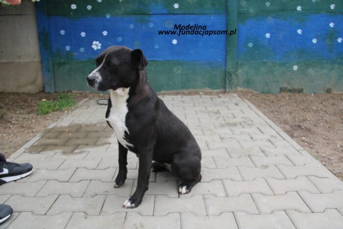 Modelina - obrazek 9