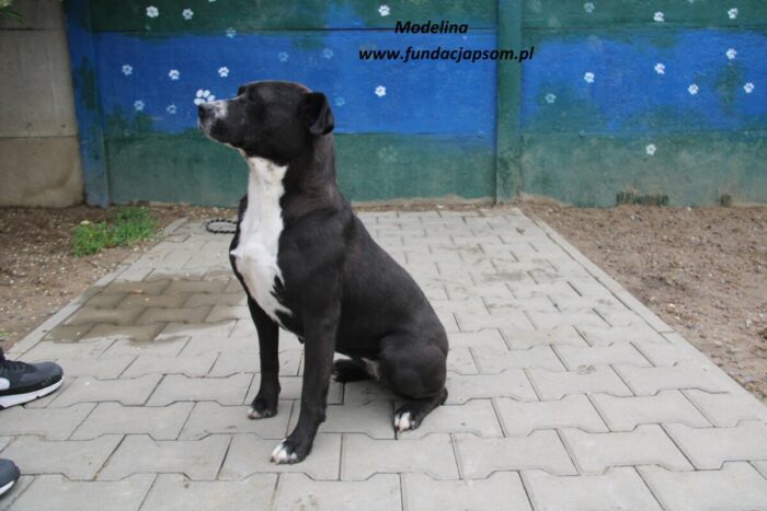 Modelina - obrazek 10