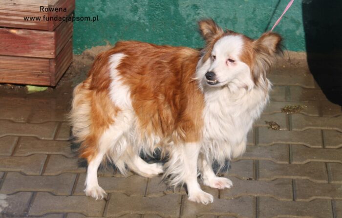 Rowana - obrazek 4
