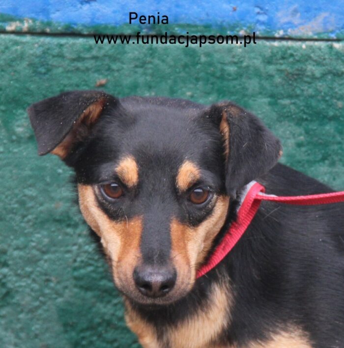 Penia