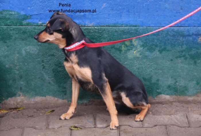 Penia - obrazek 4