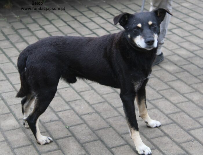 Baloo - obrazek 2