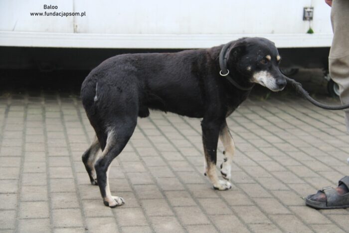 Baloo - obrazek 4