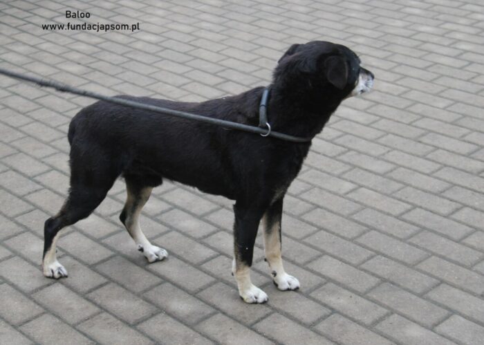 Baloo - obrazek 5
