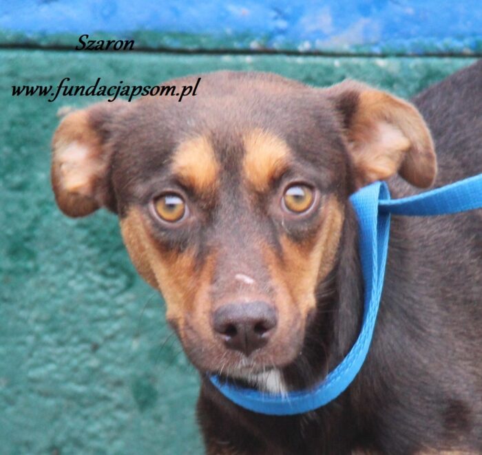 Szaron
