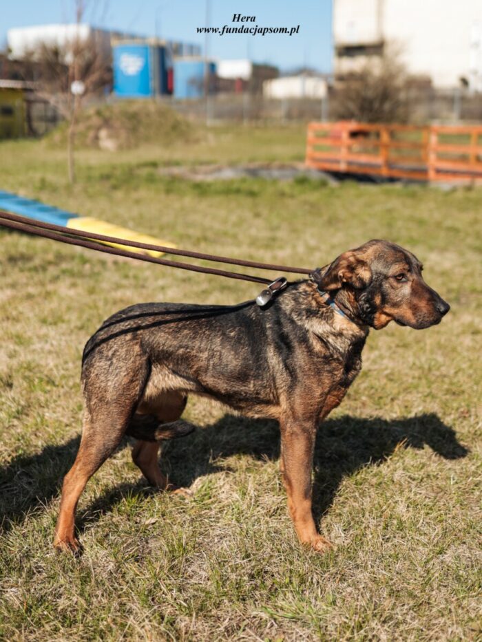 Hera - obrazek 2