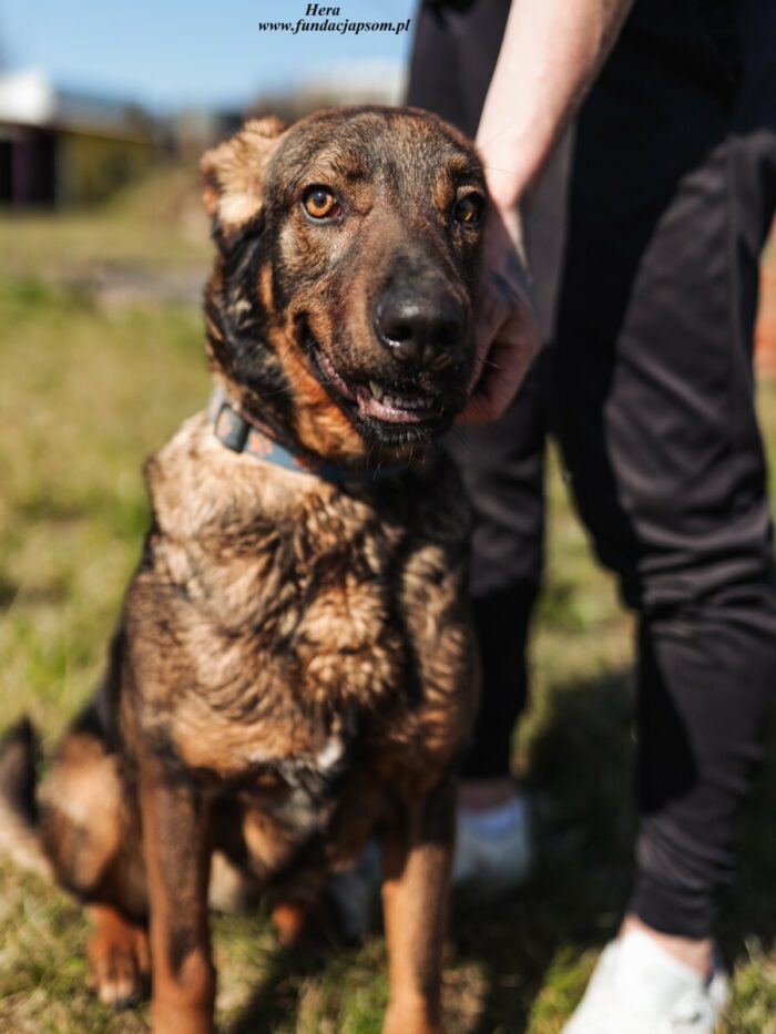 Hera - obrazek 4