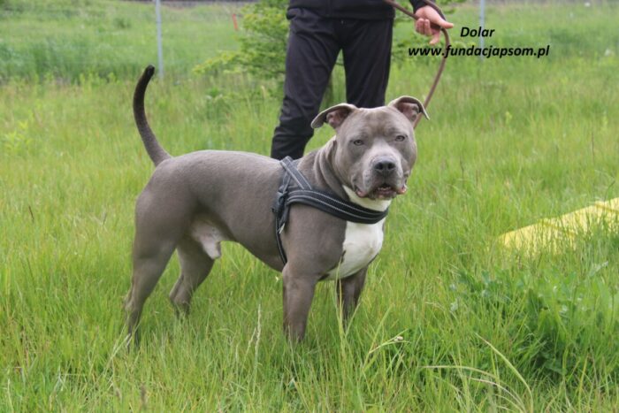 Dolar - obrazek 6