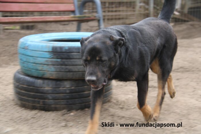 Skidi