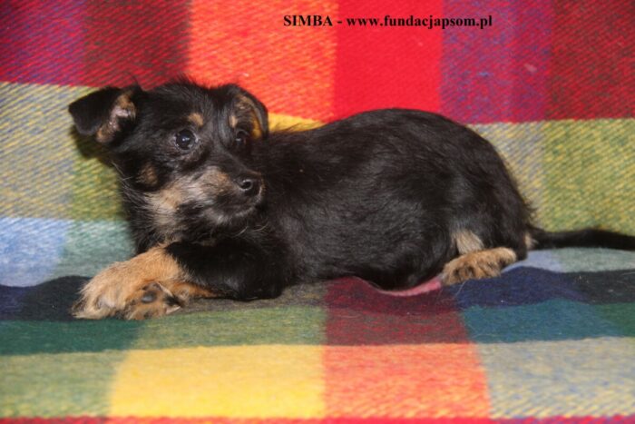 SIMBA - obrazek 3