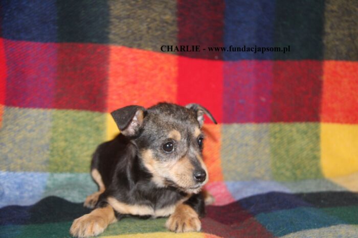 CHARLIE - obrazek 3