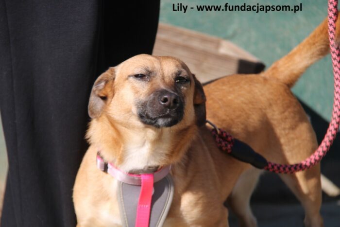 Lily - obrazek 3