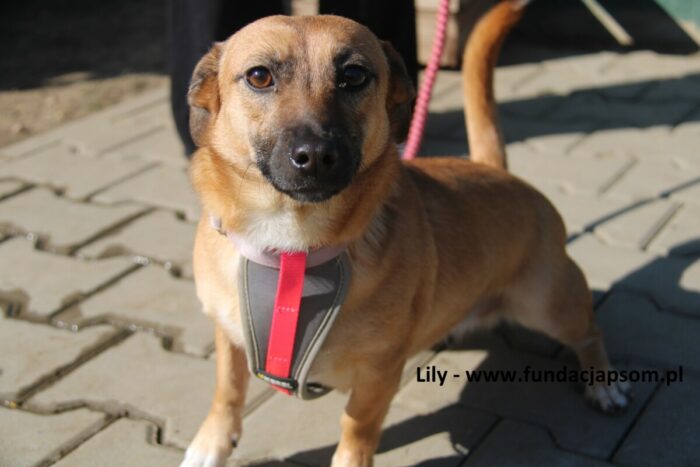 Lily