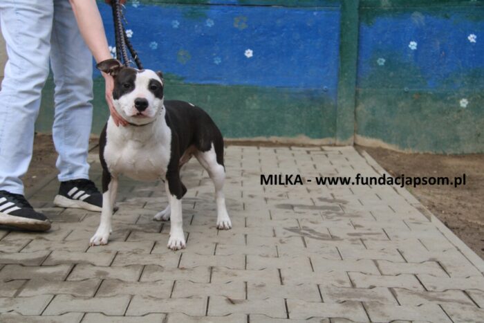 Milka - obrazek 2