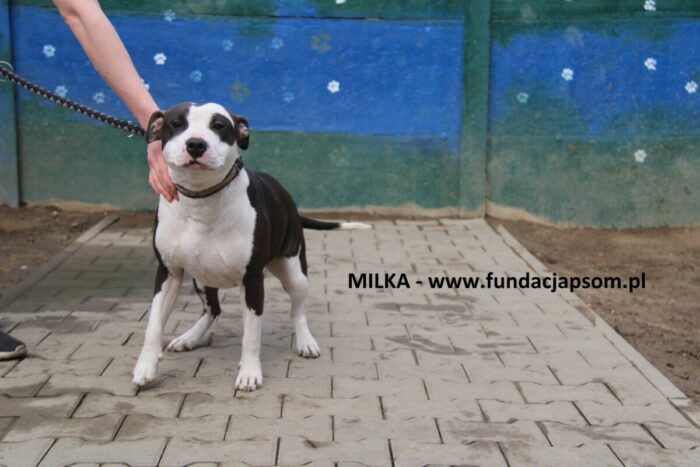 Milka - obrazek 3