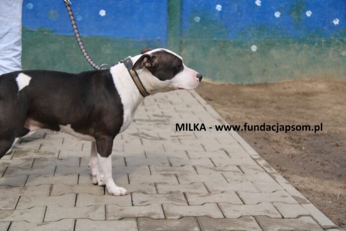 Milka - obrazek 4