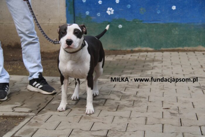 Milka