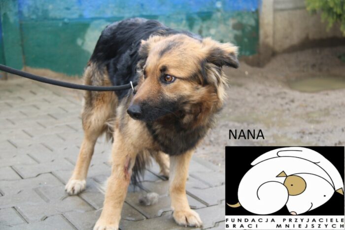 Nana - obrazek 4