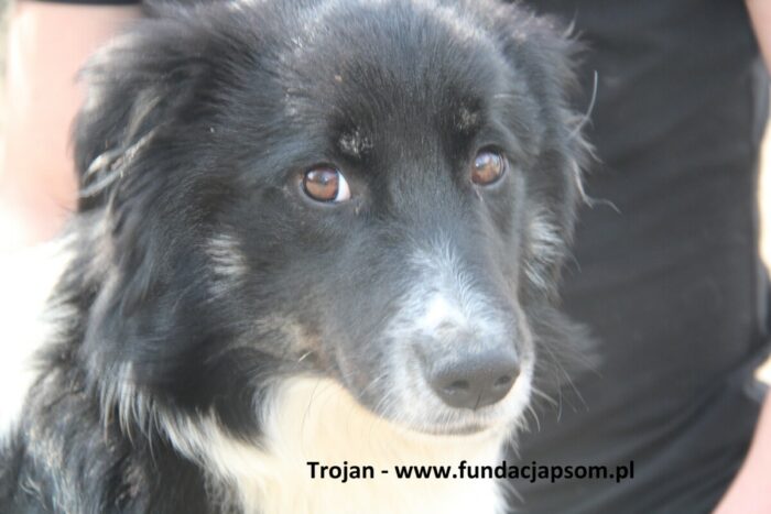 Trojan - obrazek 6