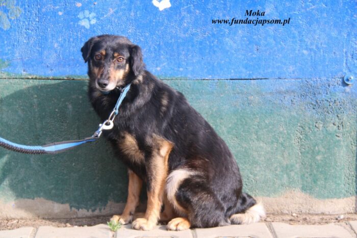 Moka - obrazek 2