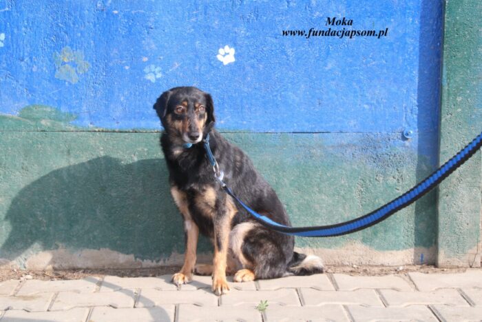 Moka