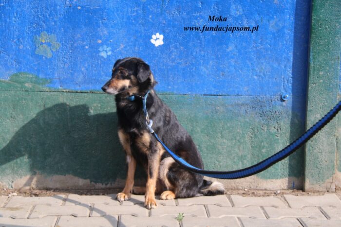 Moka - obrazek 5