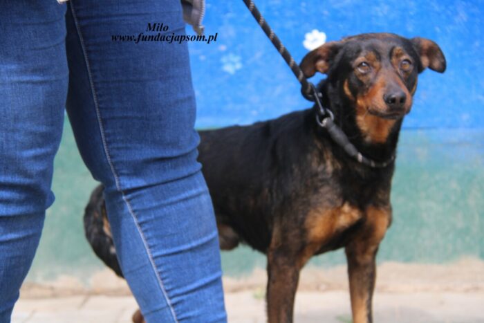 Milo
