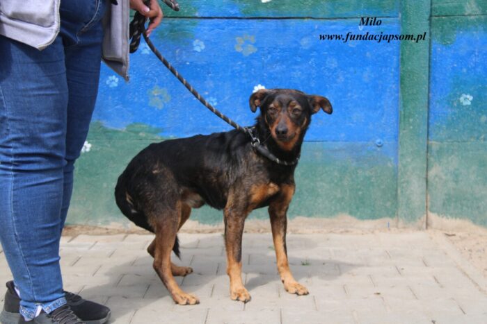 Milo - obrazek 4