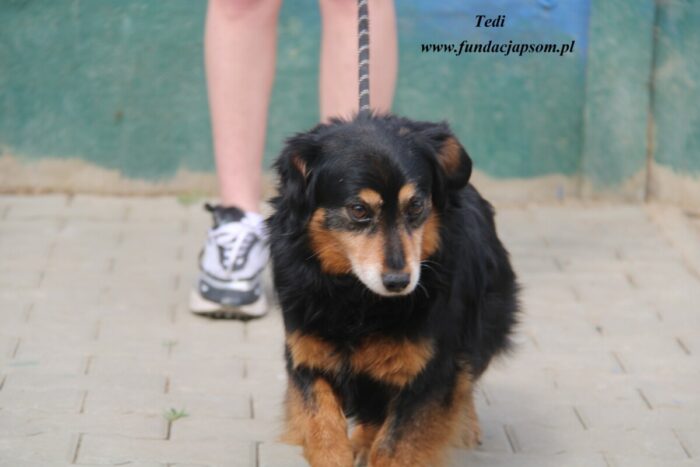 Tedi