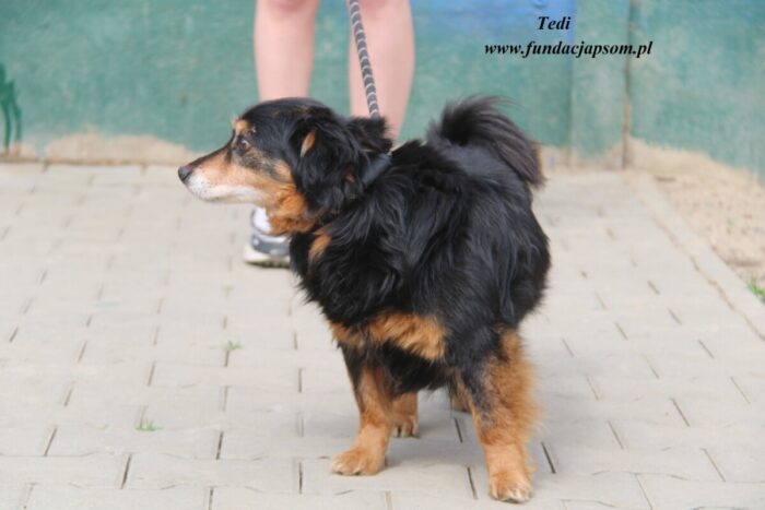 Tedi - obrazek 3