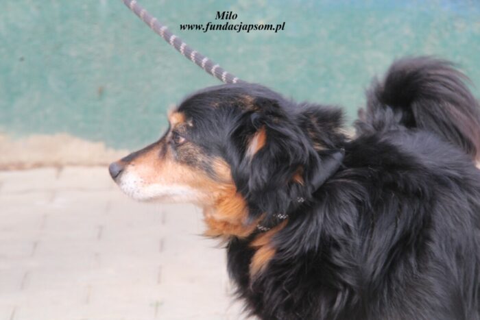 Tedi - obrazek 4