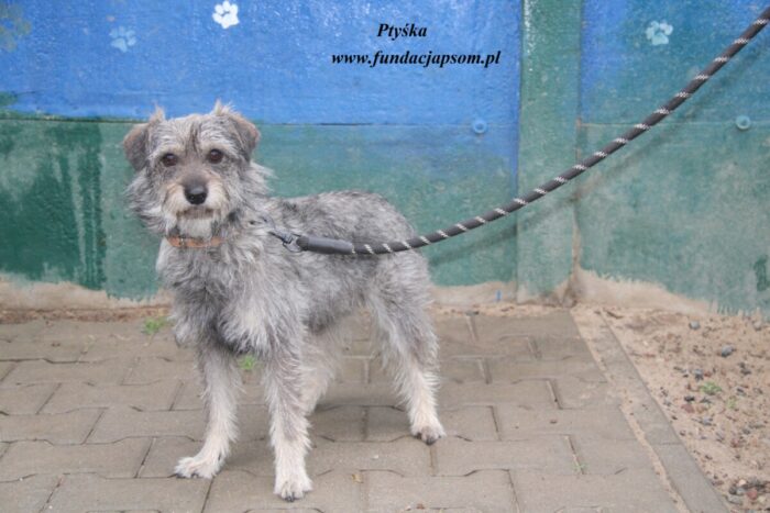 Ptyśka - obrazek 2