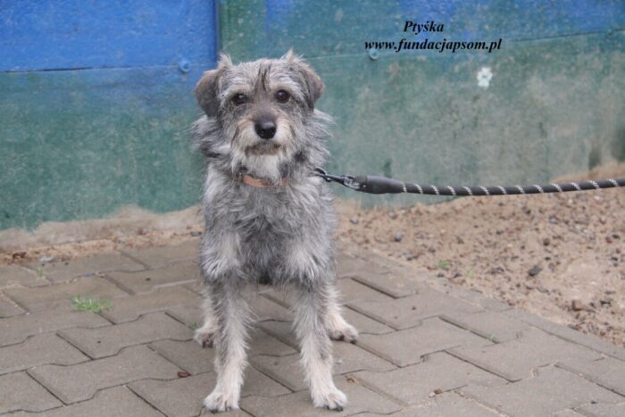 Ptyśka - obrazek 4