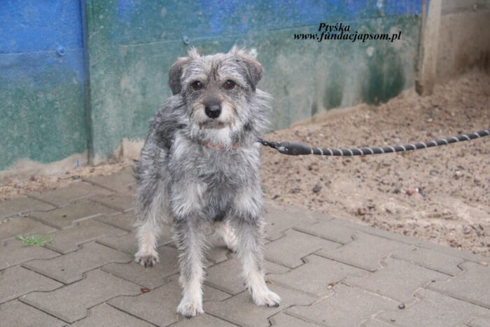 Ptyśka
