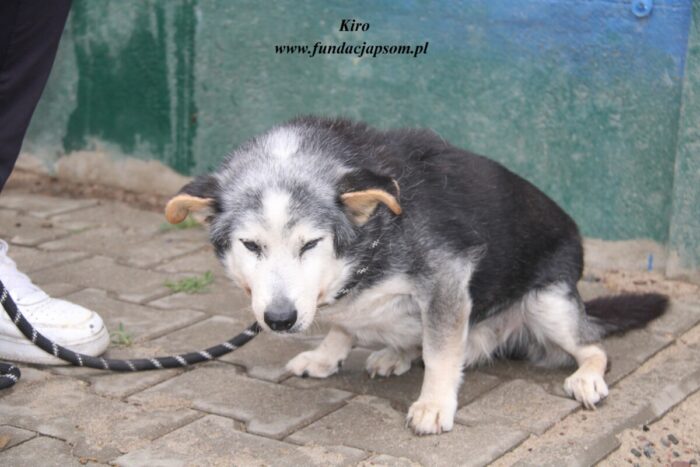Kiro - obrazek 4