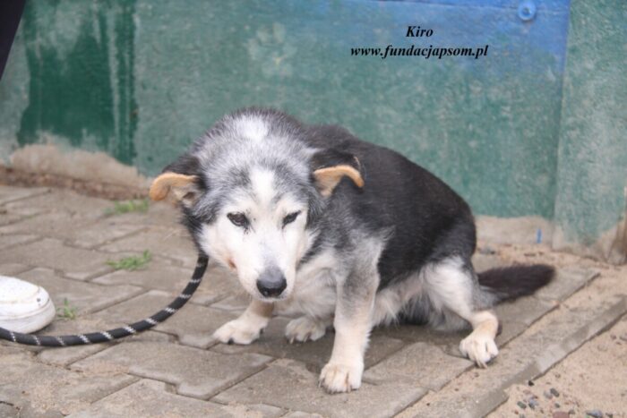 Kiro - obrazek 5