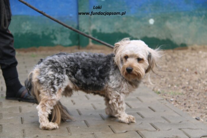 Loki - obrazek 2