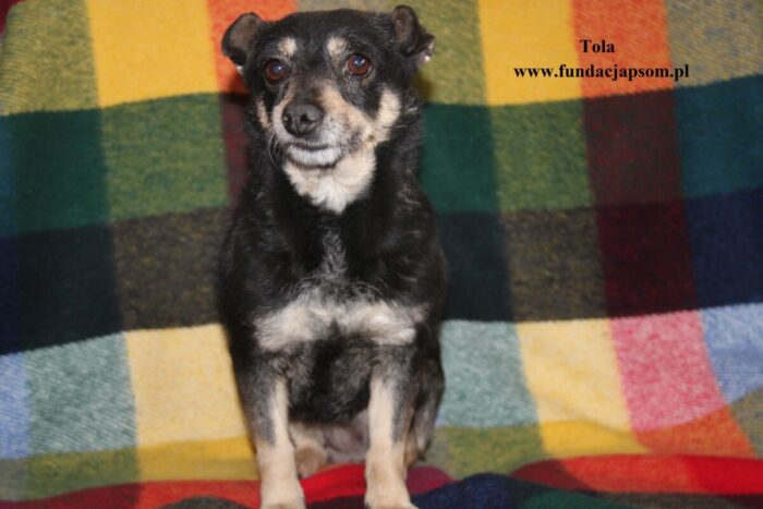 Tola