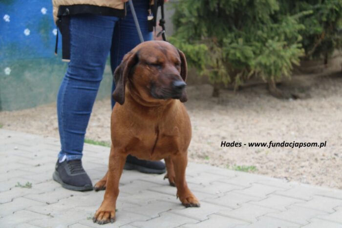 Hades - obrazek 2