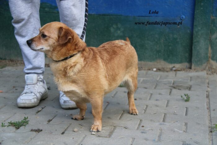 Lola - obrazek 2